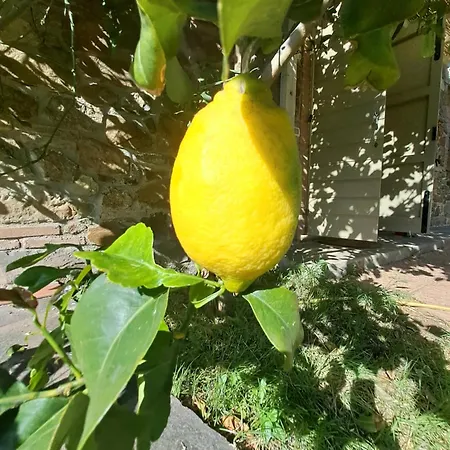 Διαμέρισμα Bellavista Apt.limone Castagneto Carducci